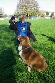 Gipsy, berger australien