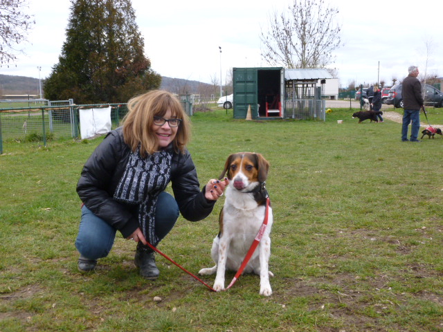 dressage chien yzeure